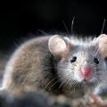 К чему снится много маленьких мышей в квартире?