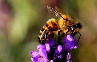 К чему снится мед Что значит когда снятся пчелы