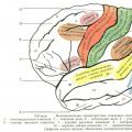 Koliko možganov navadne osebe ali genija tehta, kako določiti težo človeških možganov