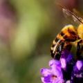 Защо сънуваш мед? Какво означава, когато сънуваш пчели?