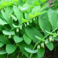 Liliaceae šeima – Liliaceae
