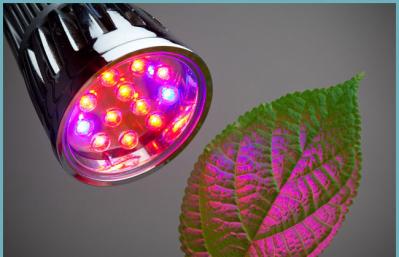 Kako odabrati pravu lampu za osvjetljavanje sadnica